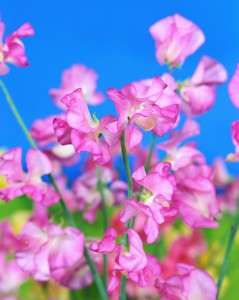Pink Sweet Pea Flowers
